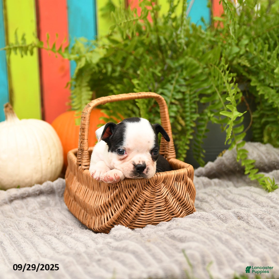 Boston Terrier dogs for sale: King - Ad 12