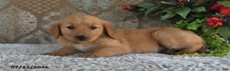 Golden Retriever dogs for sale: Brittney - Ad 5