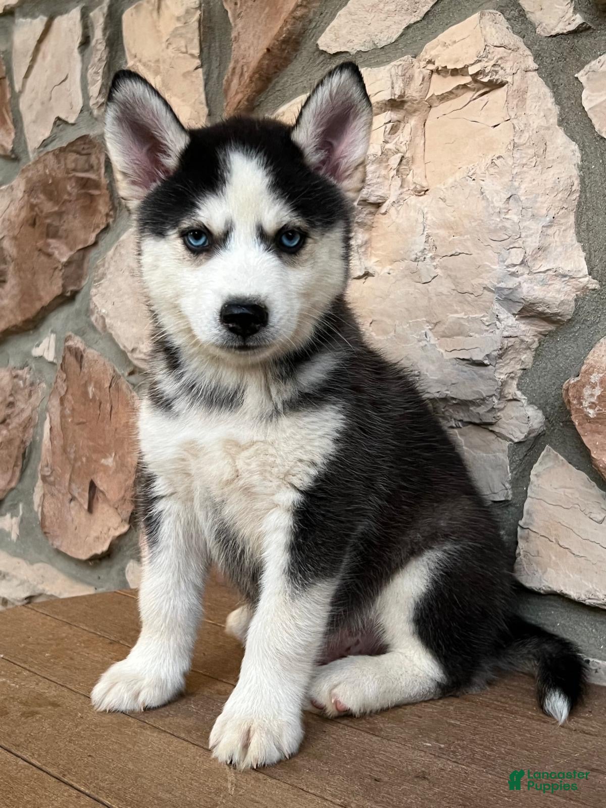 Pomsky dogs Chris - Ad 1