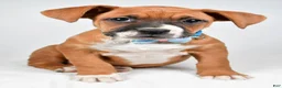 Boxer dogs for sale: Rick Boxer mix - Ad 6