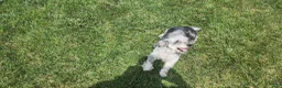 Mini Goldendoodle dogs for sale: Kelsey  - Ad 8