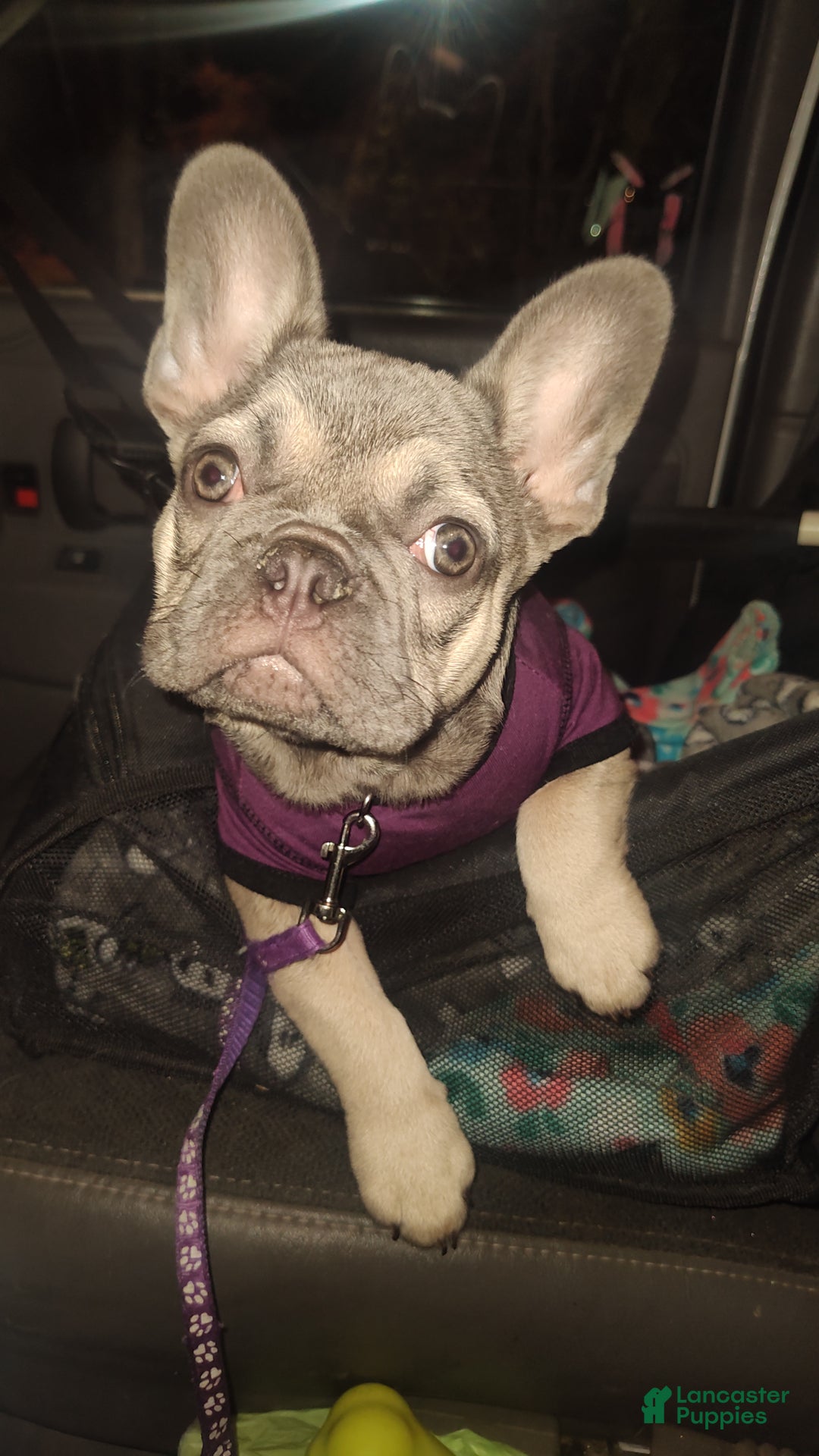 French Bulldog dogs for sale: French Bulldog Puppy 1 - Ad 1