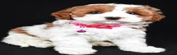Cavapoo dogs for sale: Beauty f one b - Ad 4