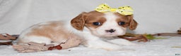 Cavalier King Charles Spaniel dogs for sale: Mack - Ad 13