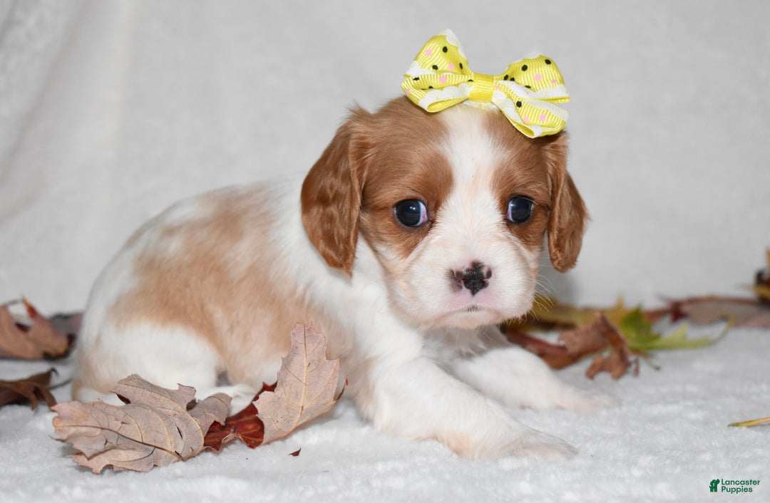 Cavalier King Charles Spaniel dogs for sale: Mack - Ad 13