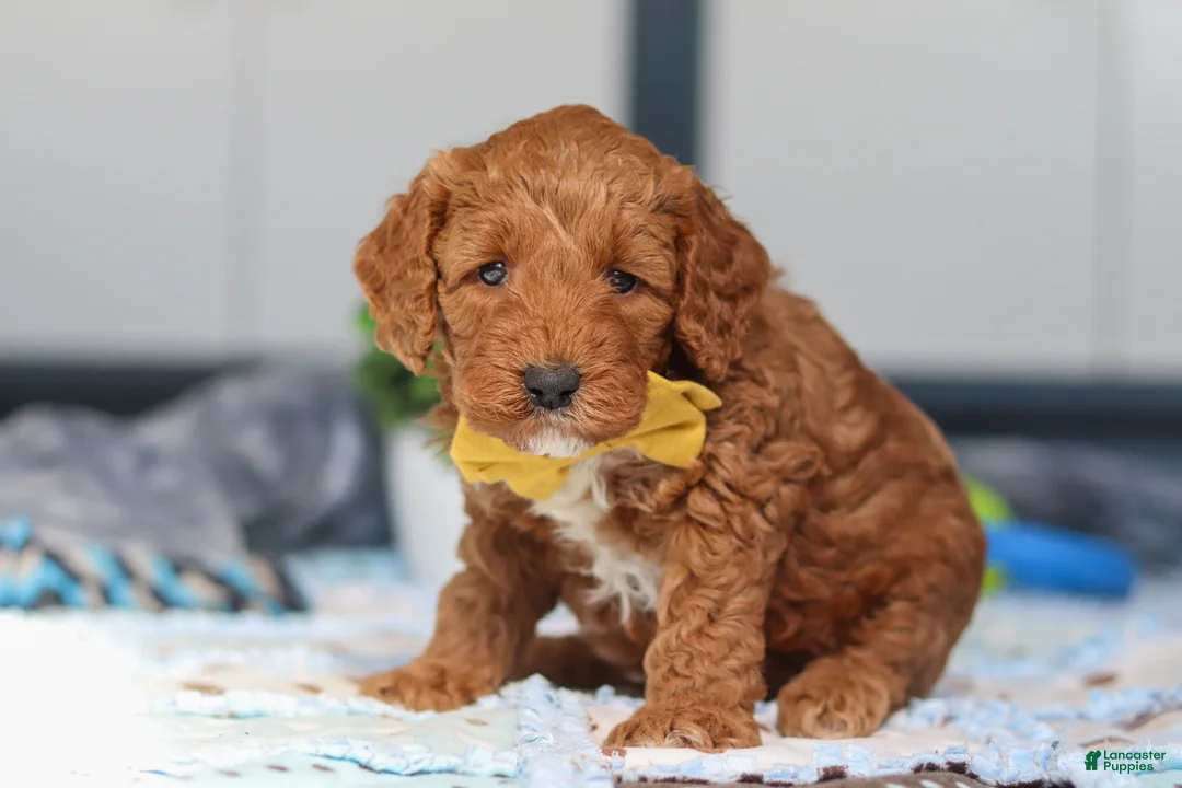 Mini Goldendoodle dogs for sale: Nadir - Ad 2