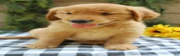 Golden Retriever dogs for sale: Trixie - Ad 9
