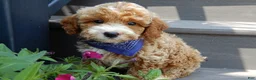 Mini Goldendoodle dogs for sale: Leo - Ad 5
