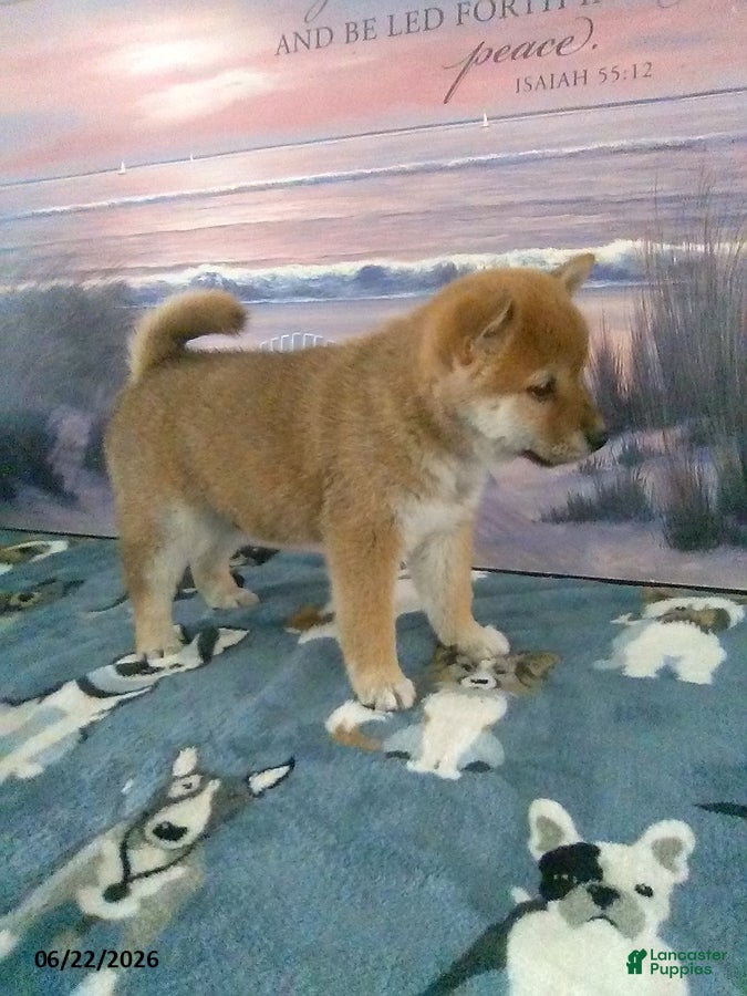 Shiba Inu dogs Benjie - Ad 2