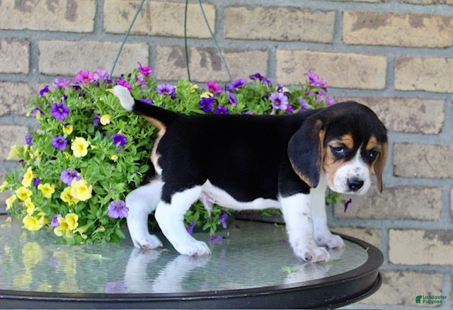 Beagle dogs for sale: Nicky - Ad 7