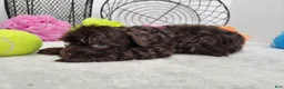Mini Aussiedoodle dogs for sale: Mini Aussiedoodle Willy - Ad 2
