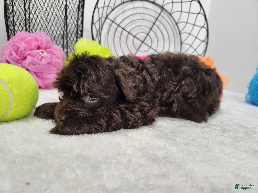 Mini Aussiedoodle dogs for sale: Mini Aussiedoodle Willy - Ad 2