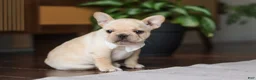 French Bulldog dogs for sale: Archie - Ad 9