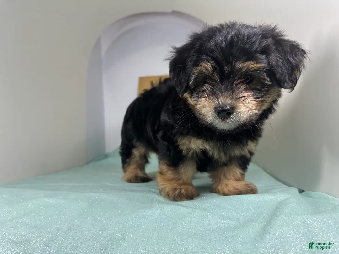 Yorkshire Terrier dogs for sale: Teddy - Ad 1