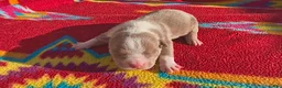 American Bully dogs for sale: American Bully Puppy 4 - Ad 1