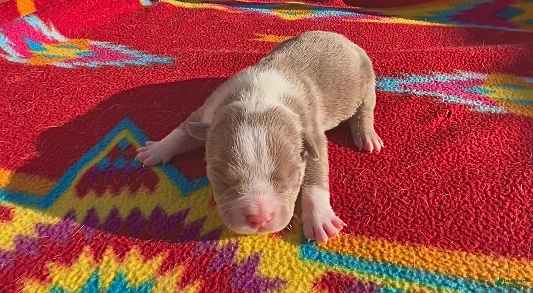 American Bully dogs for sale: American Bully Puppy 4 - Ad 1