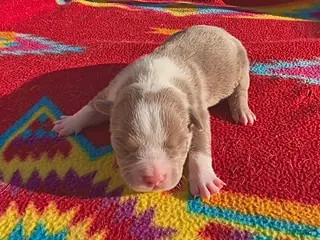 American Bully dogs American Bully Puppy 4 - Ad 36