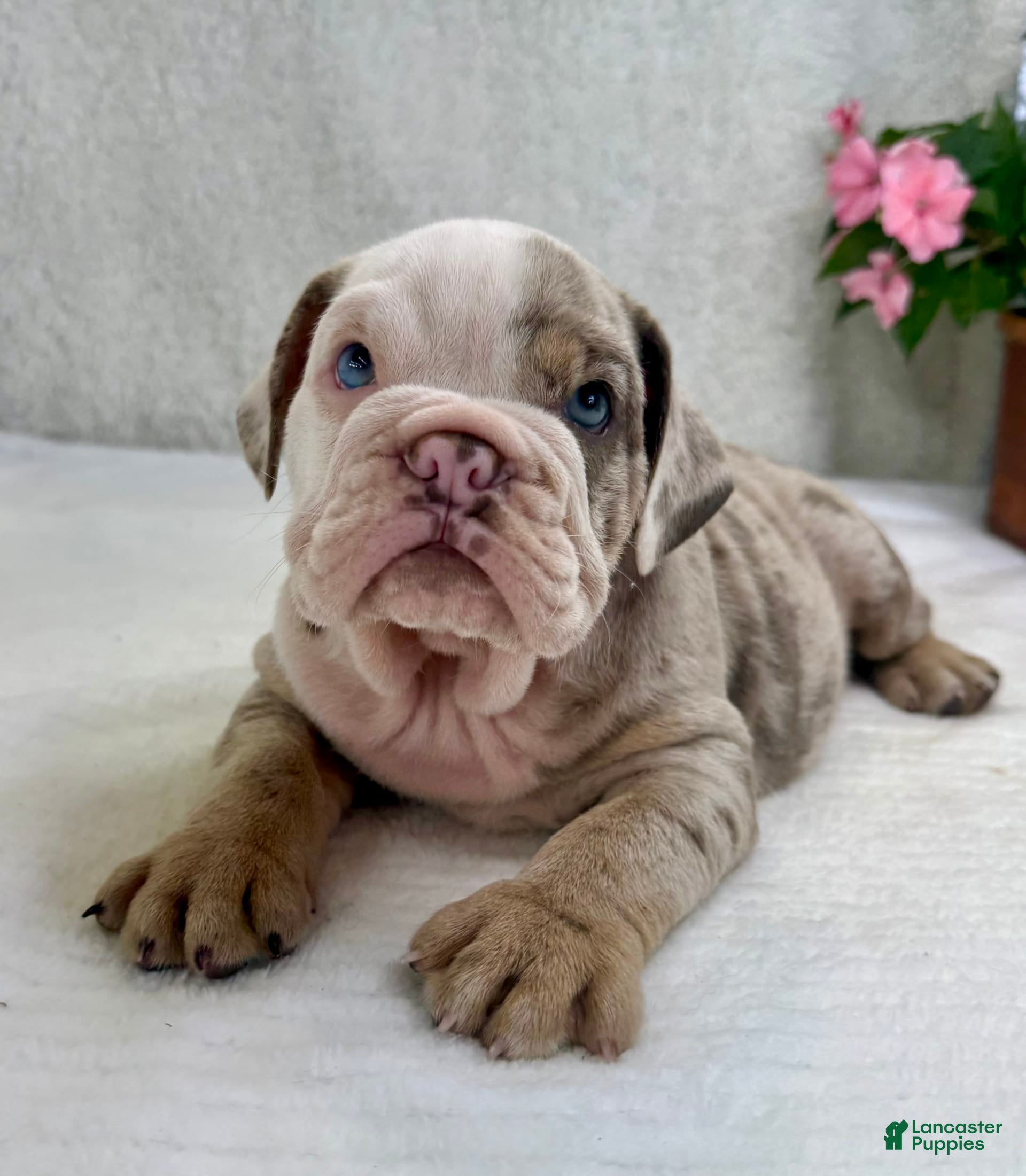 English Bulldog dogs Eric - Ad 38