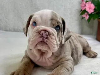 English Bulldog dogs Eric - Ad 27