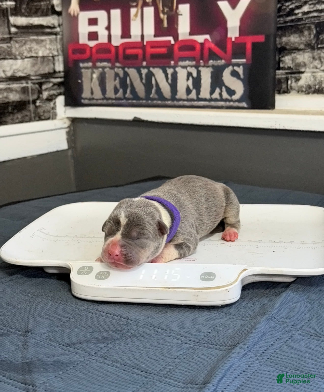 American Bully dogs Raven - Ad 2