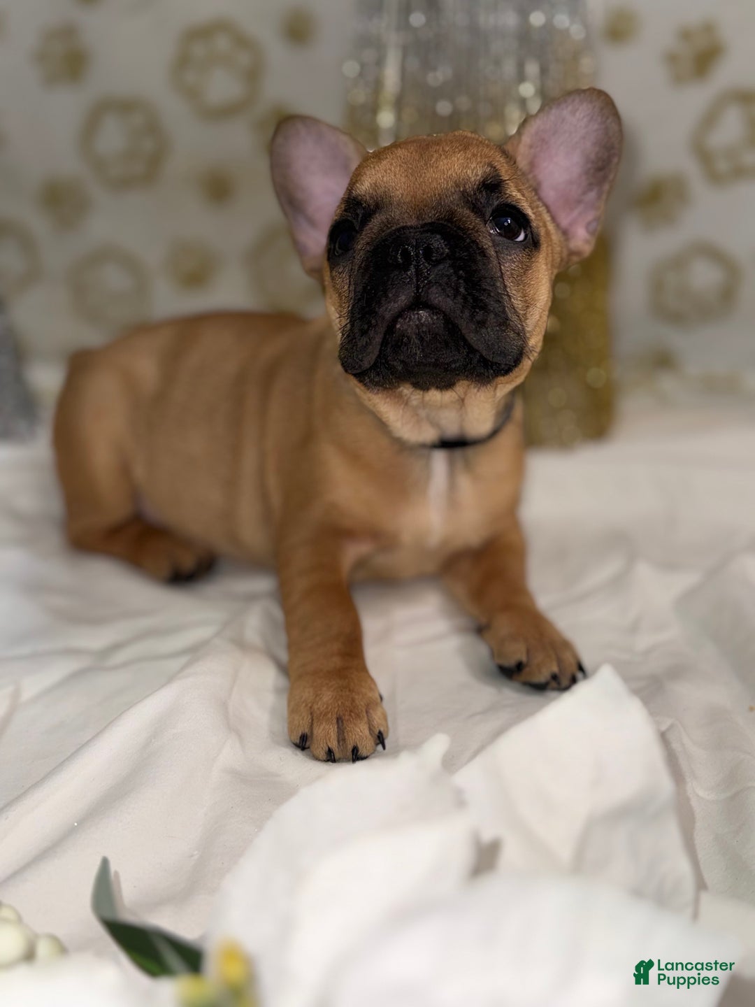 French Bulldog dogs for sale: Black Widow - Ad 2