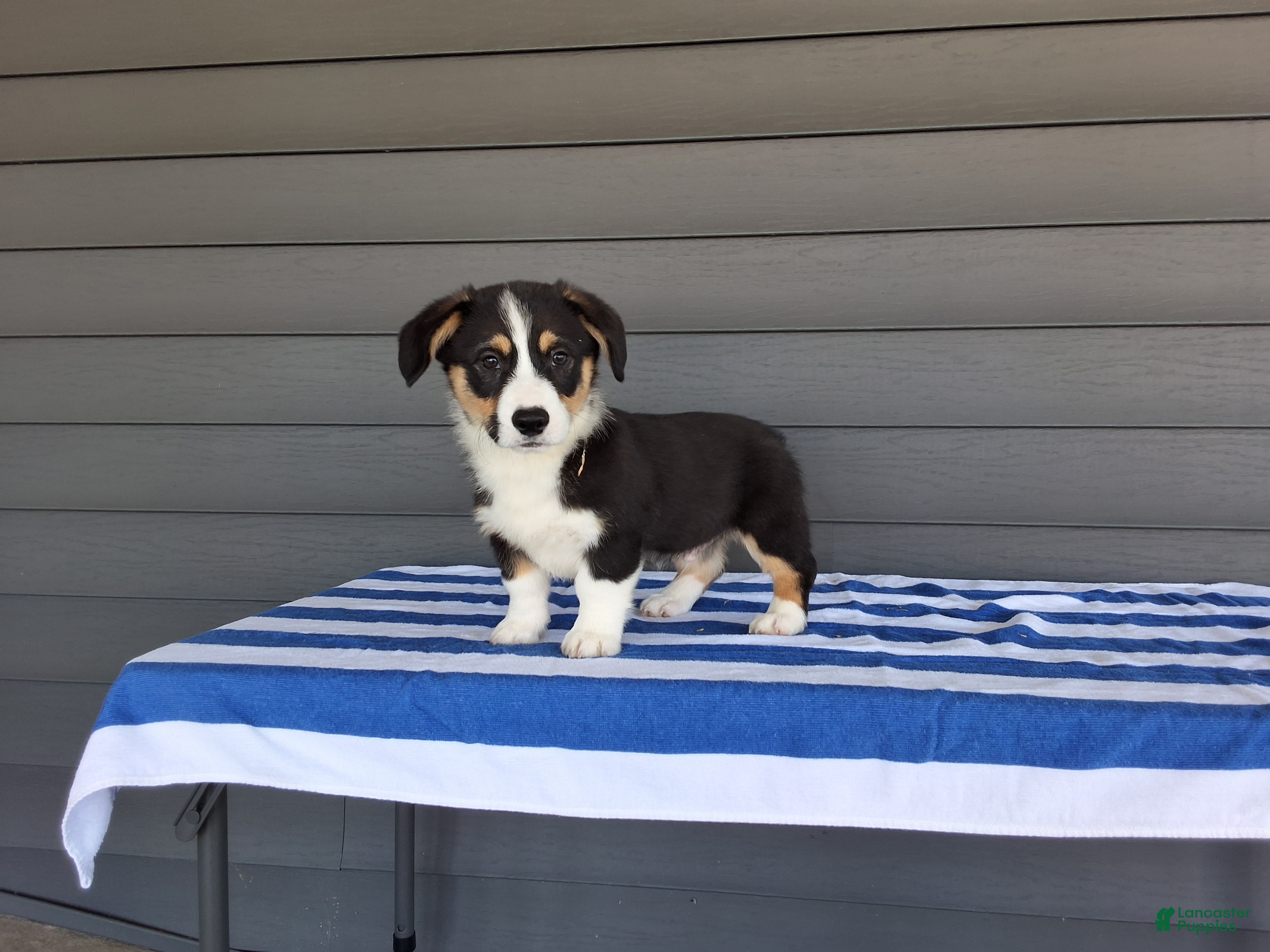 Welsh Corgi Pembroke dogs Milo - Ad 1