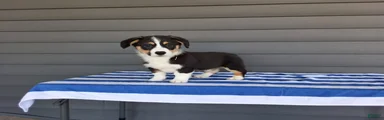 Milo