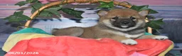 Shiba Inu dogs for sale: Sweet William - Ad 5