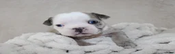 English Bulldog dogs for sale: Halle - Ad 6