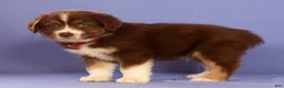 Miniature Australian Shepherd dogs for sale: Mike - Ad 3