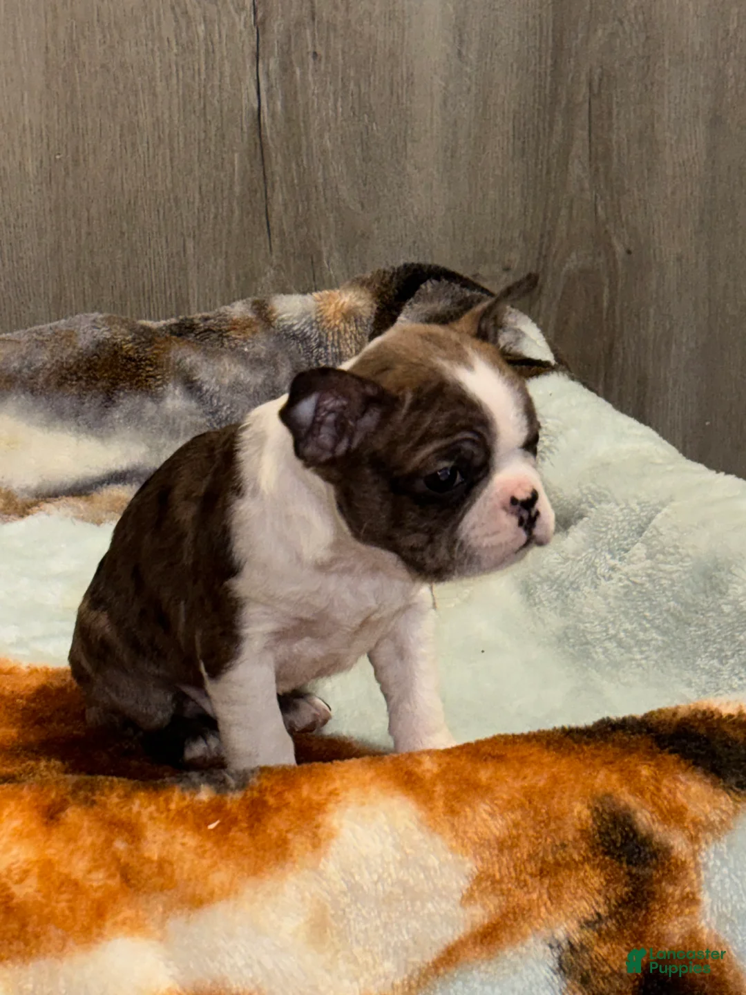 Boston Terrier dogs for sale: Eddie - Ad 3