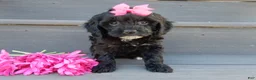 Cockapoo dogs for sale: Miley - Ad 4