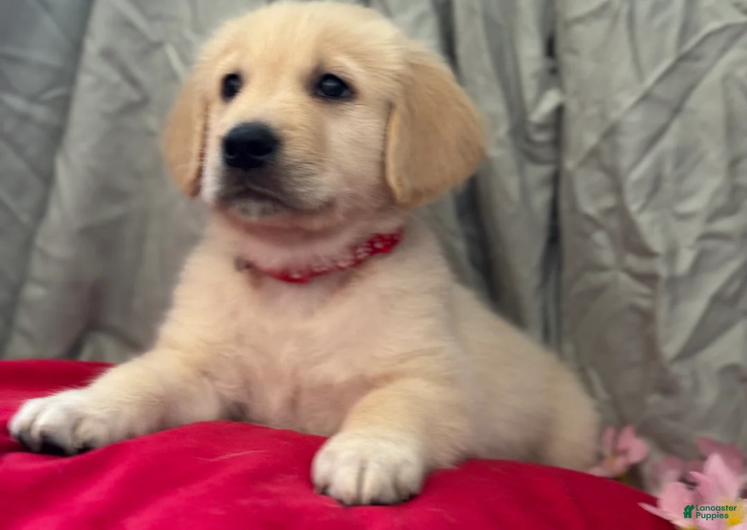 Mixed Breed dogs for sale: Red Collar - Ad 3