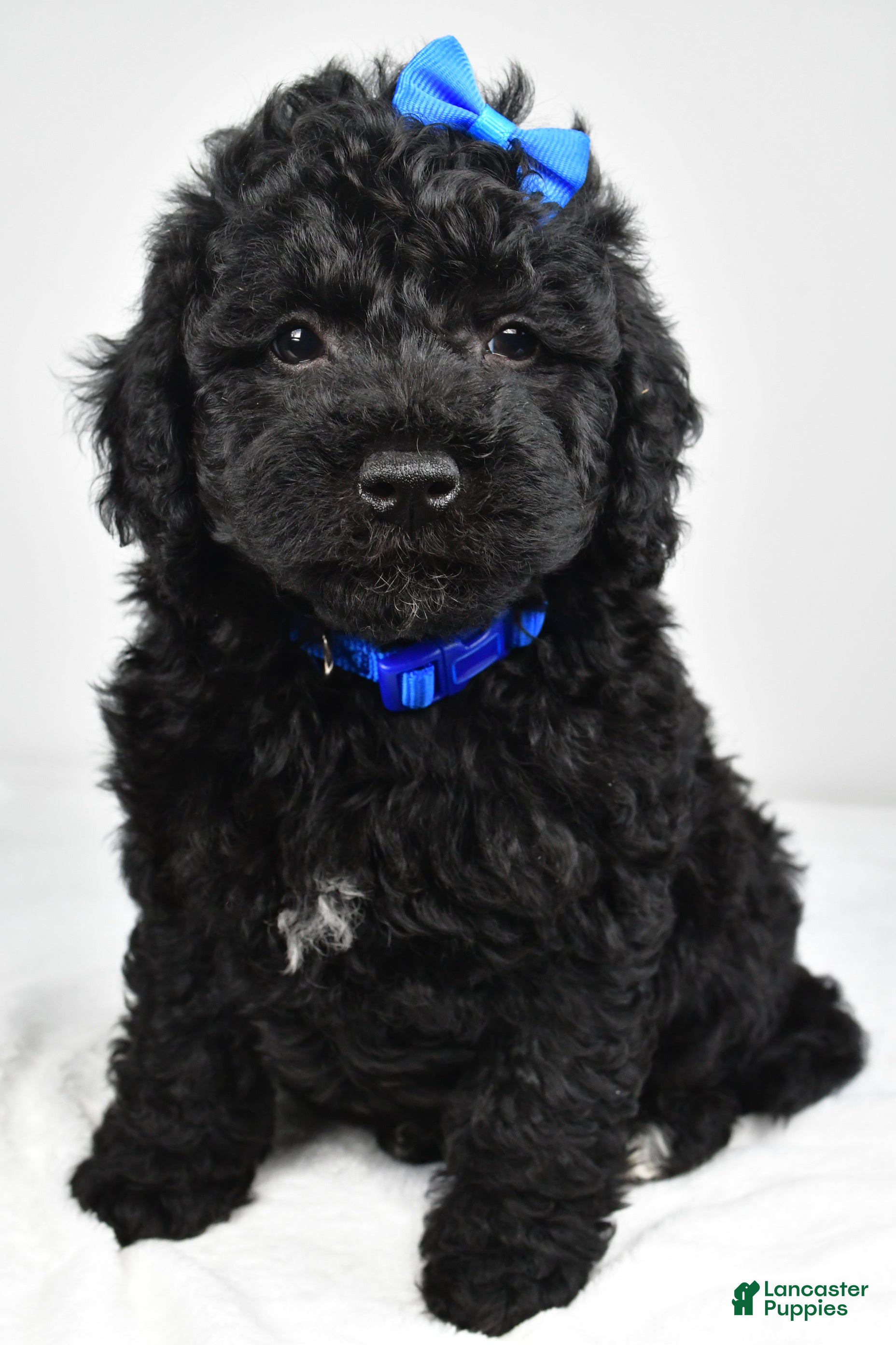 Mini Goldendoodle dogs Nikolaus - Ad 2