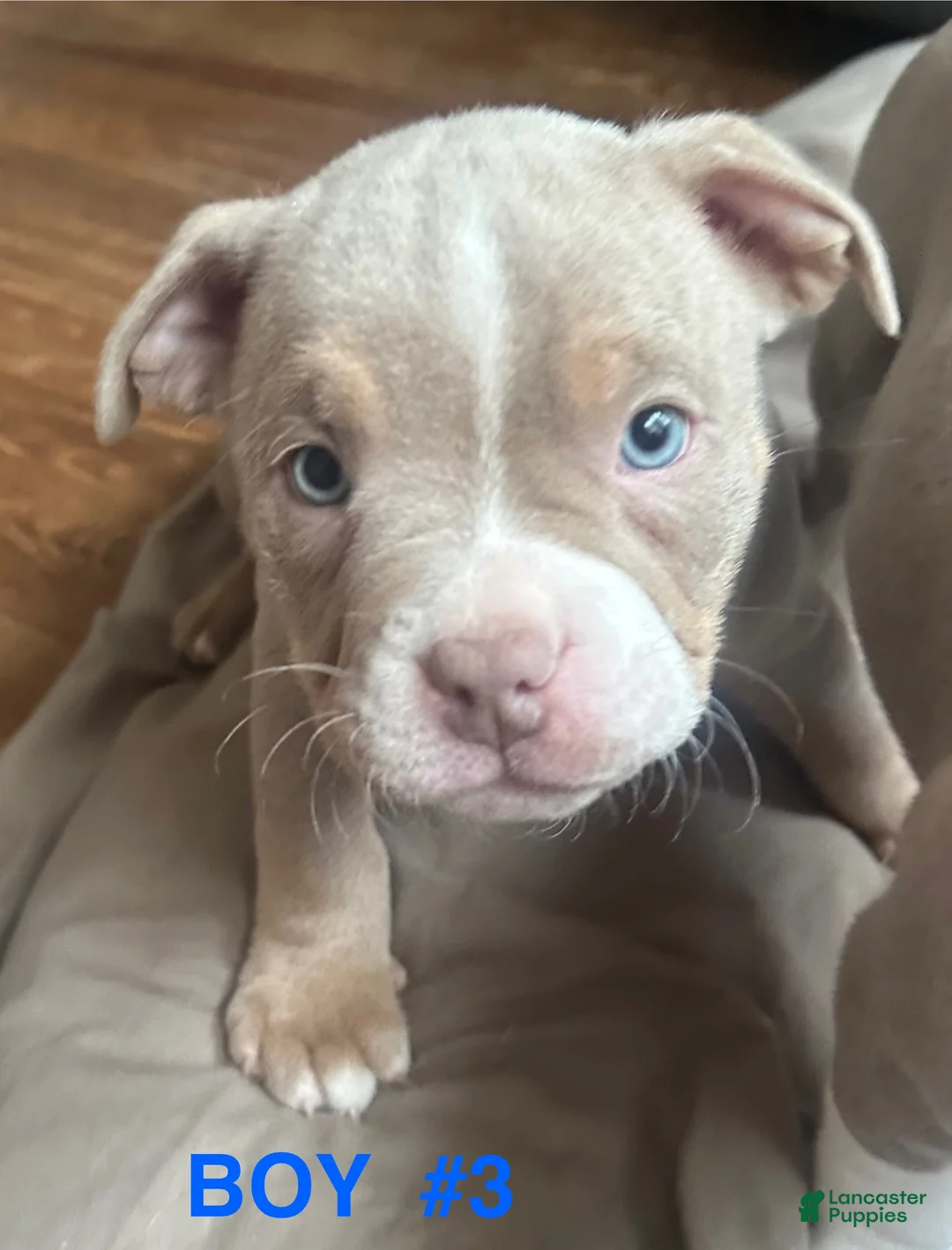 American Bully dogs for sale: American Bully Puppy 7 - Ad 1