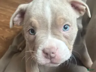 American Bully dogs American Bully Puppy 7 - Ad 9