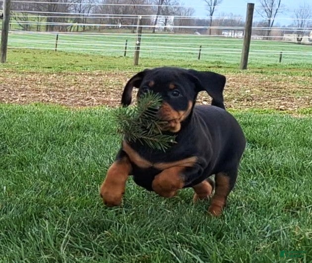 Mixed Breed dogs Jane - Ad 2