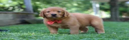 Golden Retriever dogs for sale: Scout - Ad 8