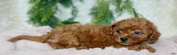 Cavapoo dogs for sale: Cavapoo 7 - Ad 2