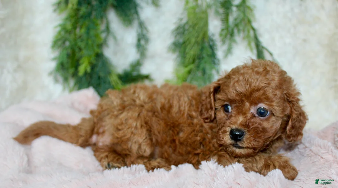 Cavapoo dogs for sale: Cavapoo 7 - Ad 2