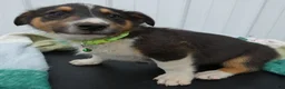 Border Collie dogs for sale: Border Collie Puppy 1 - Ad 3