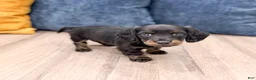 Miniature Dachshund dogs for sale: Jack - Ad 3