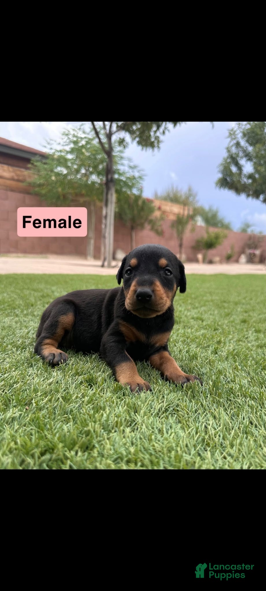 Doberman Pinscher dogs Jessica F4 - Ad 11