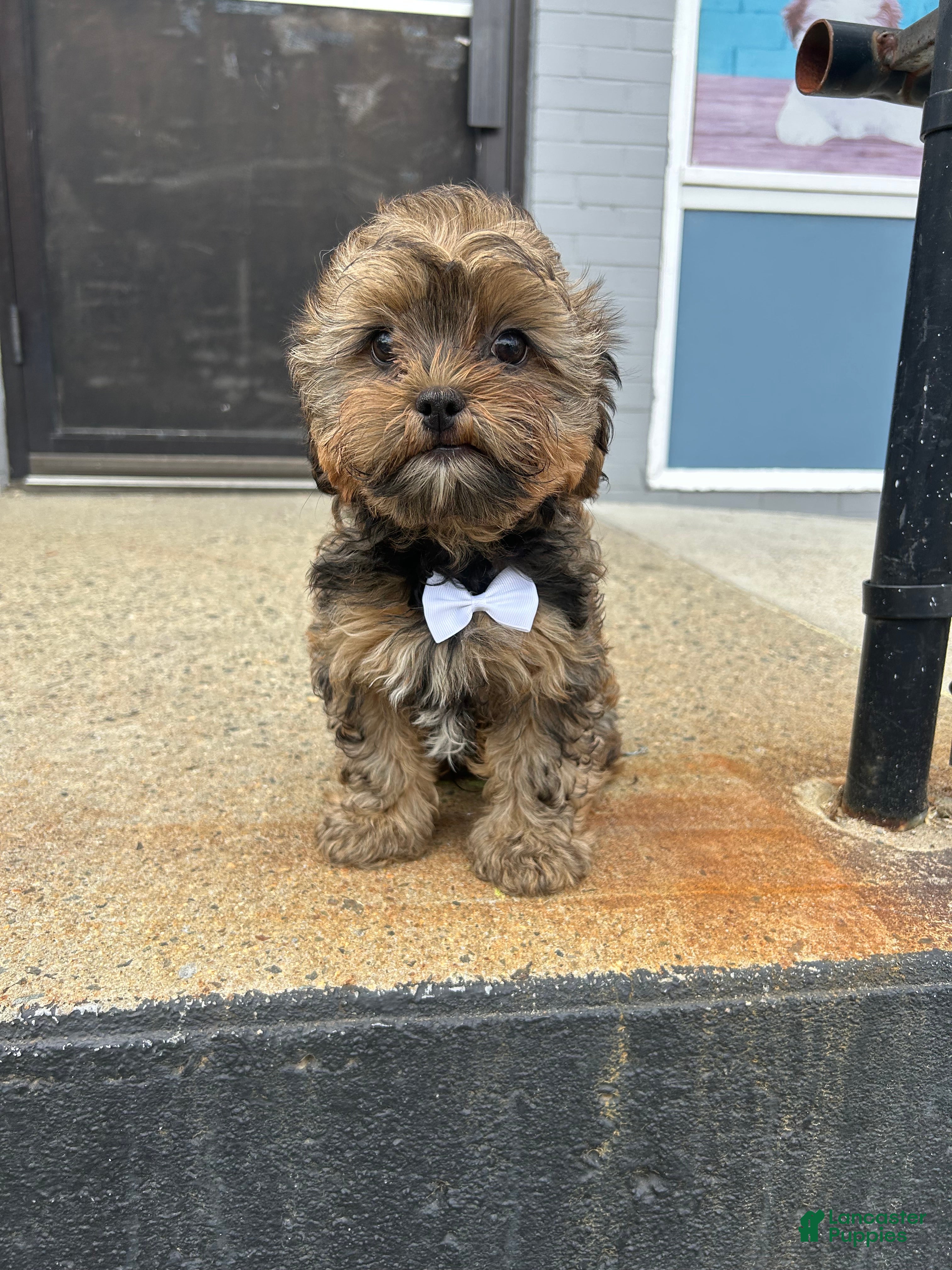 Shorkie dogs Shorkie Puppy 2 - Ad 22