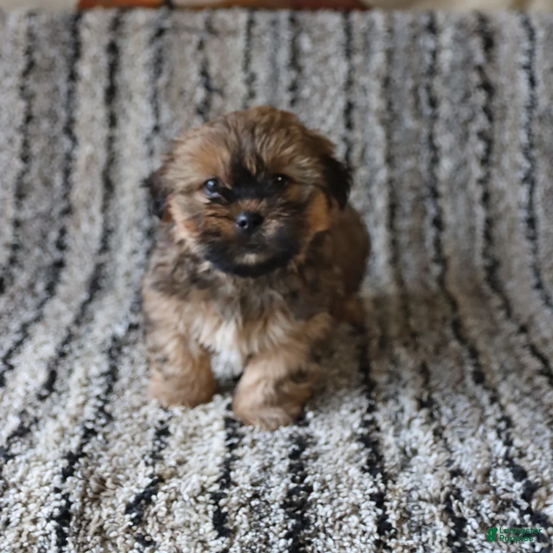 Shih Tzu dogs for sale: Rolo - Ad 5