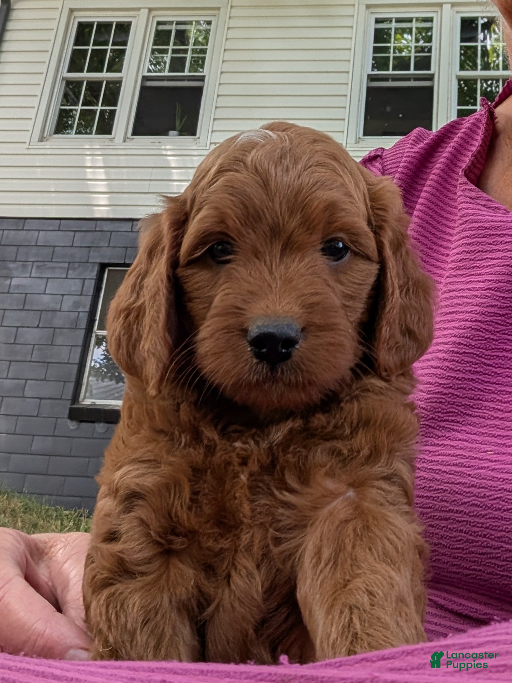 Mini Goldendoodle dogs Mini-Marlo - Ad 1