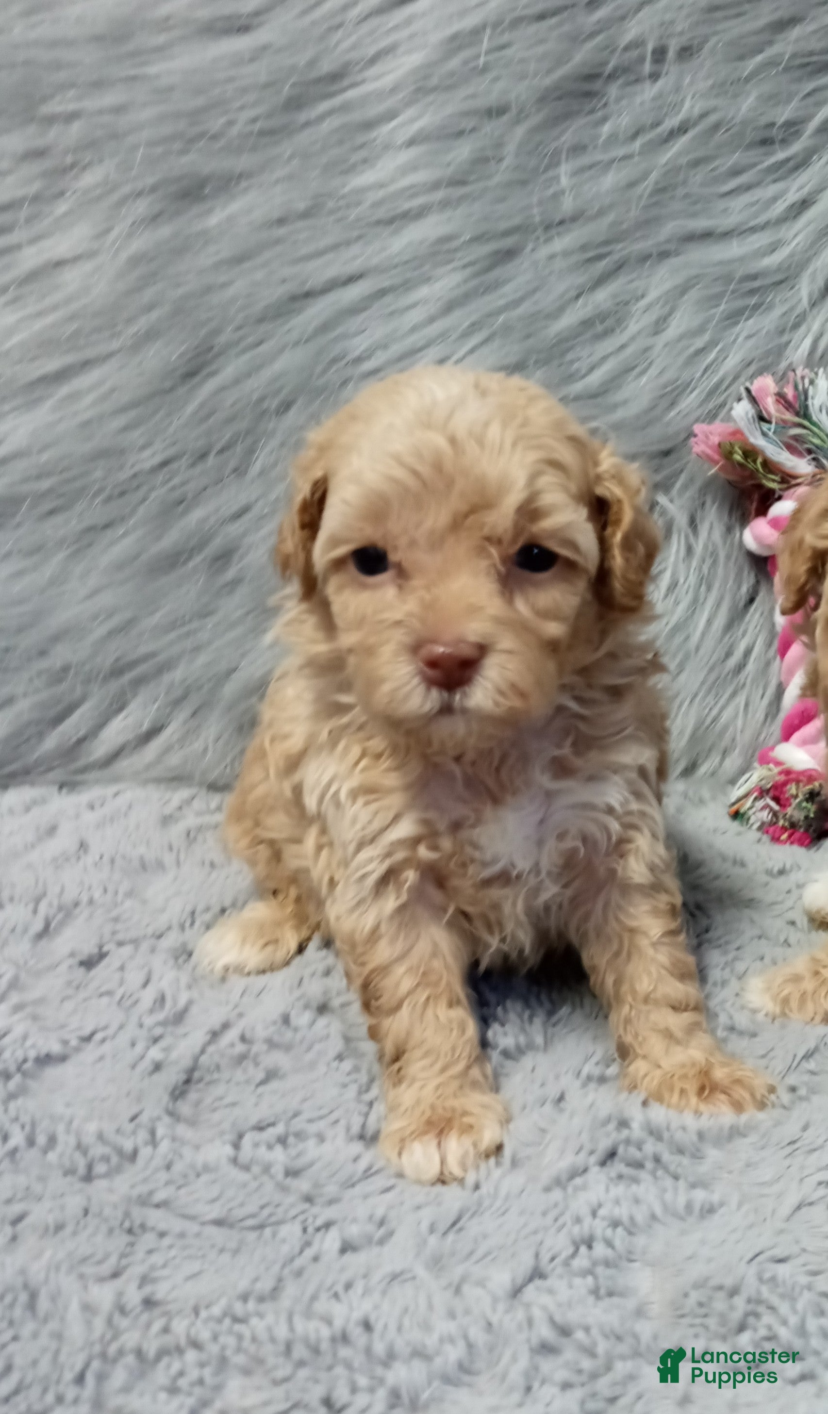 Havapoo dogs Zandra 🌷Toy Size - Ad 1
