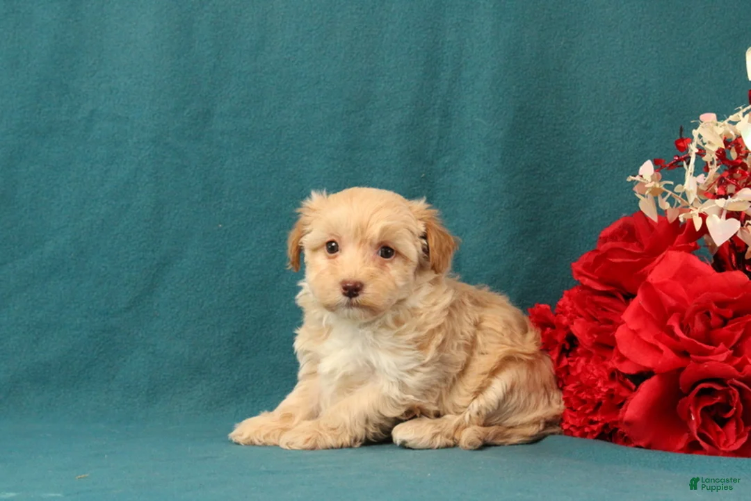 Mixed Breed dogs for sale: Penelope - Ad 3