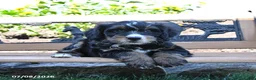 Mini Bernedoodle dogs for sale: Leah - Ad 4