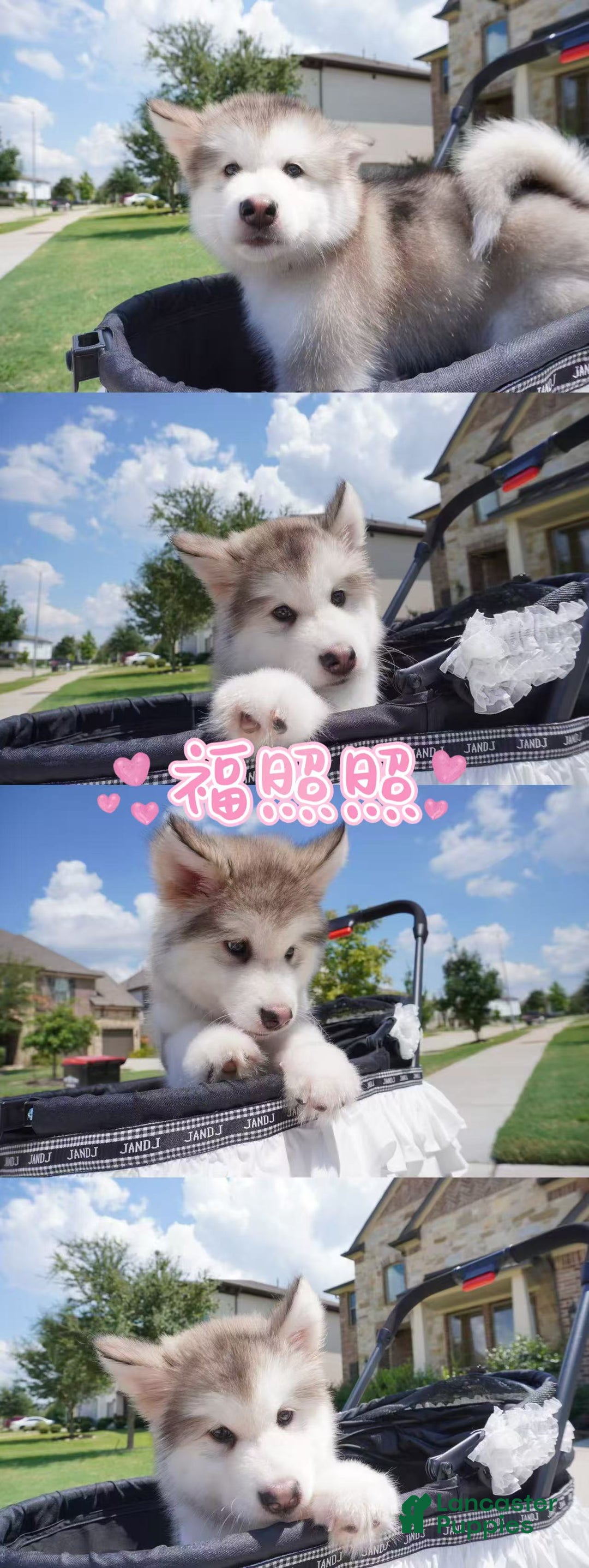 Alaskan Malamute dogs for sale: Fu Zhaozhao - Ad 1